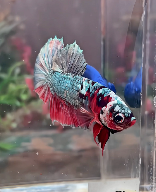 Betta plakat red cooper galaxy mâle – Import Thaïlande