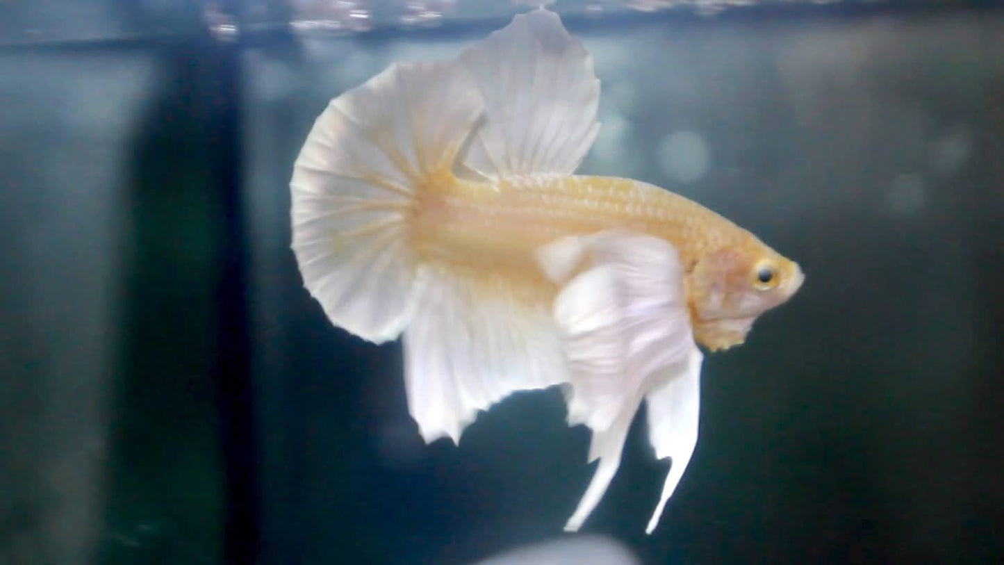 Dumbo platinium (reservé)