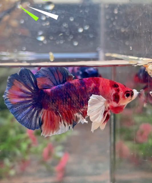Betta plakat candy dumbo mâle – Import Thaïlande