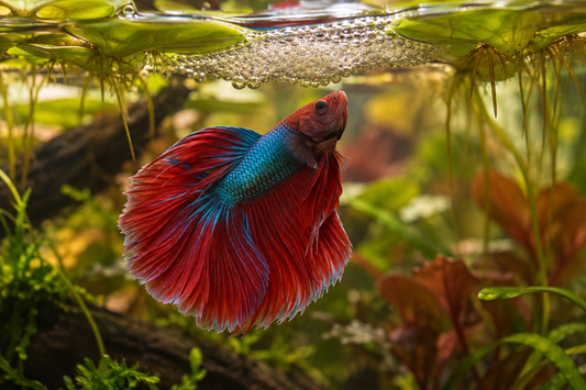Illustration IA : betta mâle sous un nid de bulles
