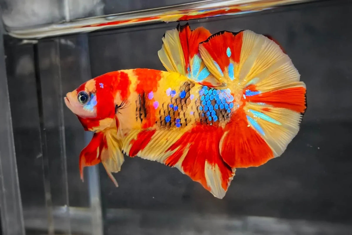 Betta Plakat mâle