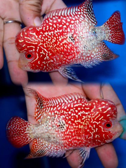 Flowerhorn Golden Base – Mâle – ~10 cm