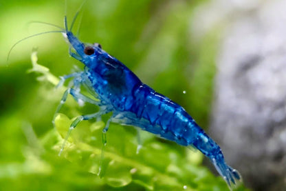 Crevette Neocaridina Blue Dream – Bleu intense (lot de 10)
