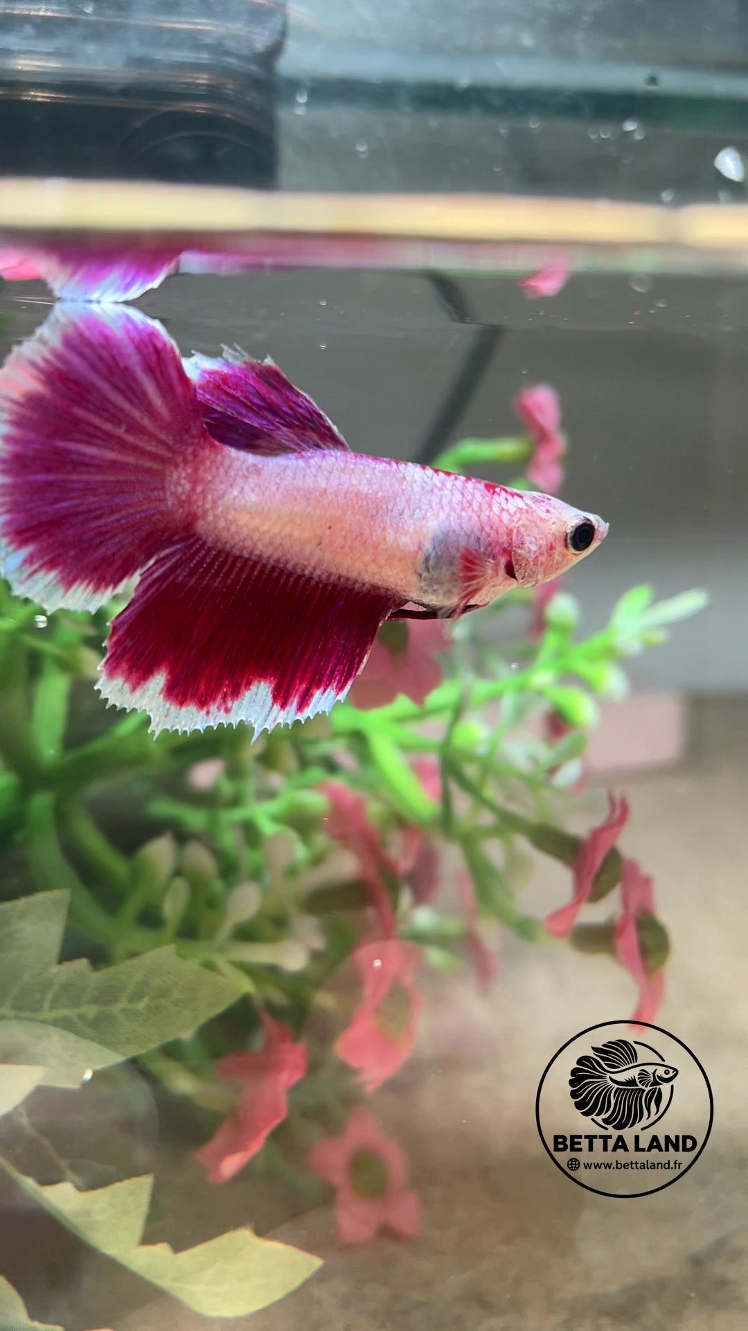 Betta Halfmoon femelle – Bicolore