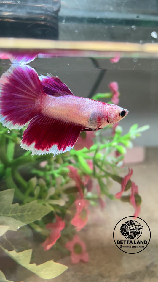 Betta Halfmoon femelle – Bicolore
