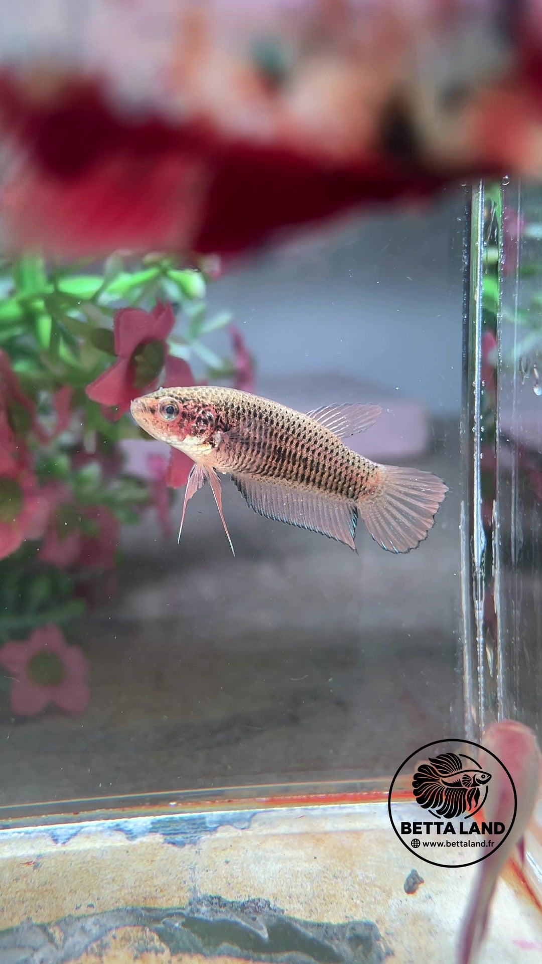 Betta hybride/sauvage Yellow Splendens – Femelle