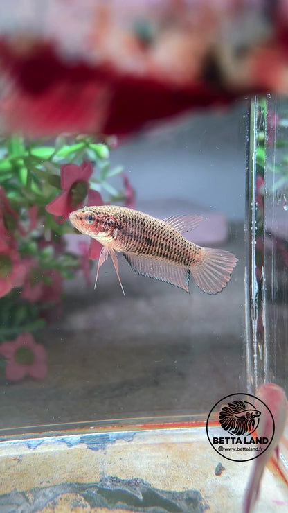 Betta hybride/sauvage Yellow Splendens – Femelle