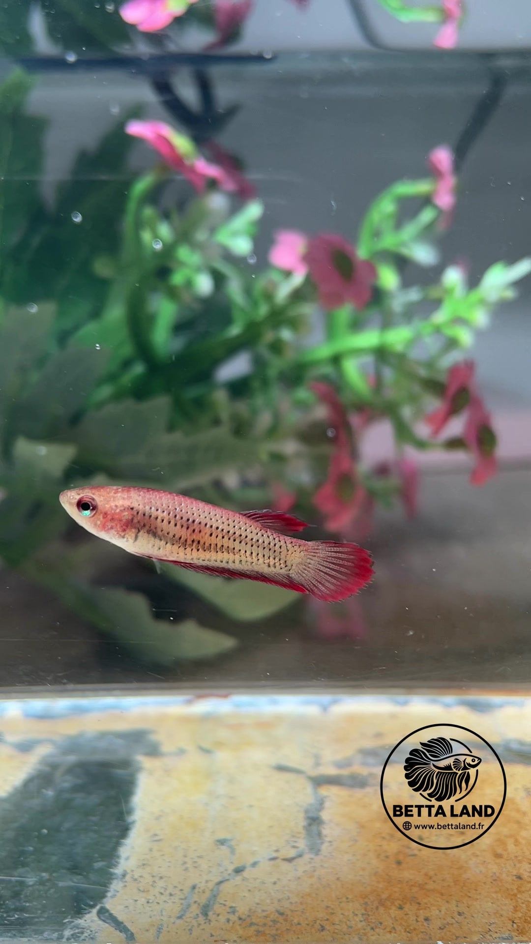 Betta hybride/sauvage Red Benjarong – Femelle
