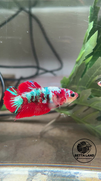 Betta Plakat femelle – Candy n° 1