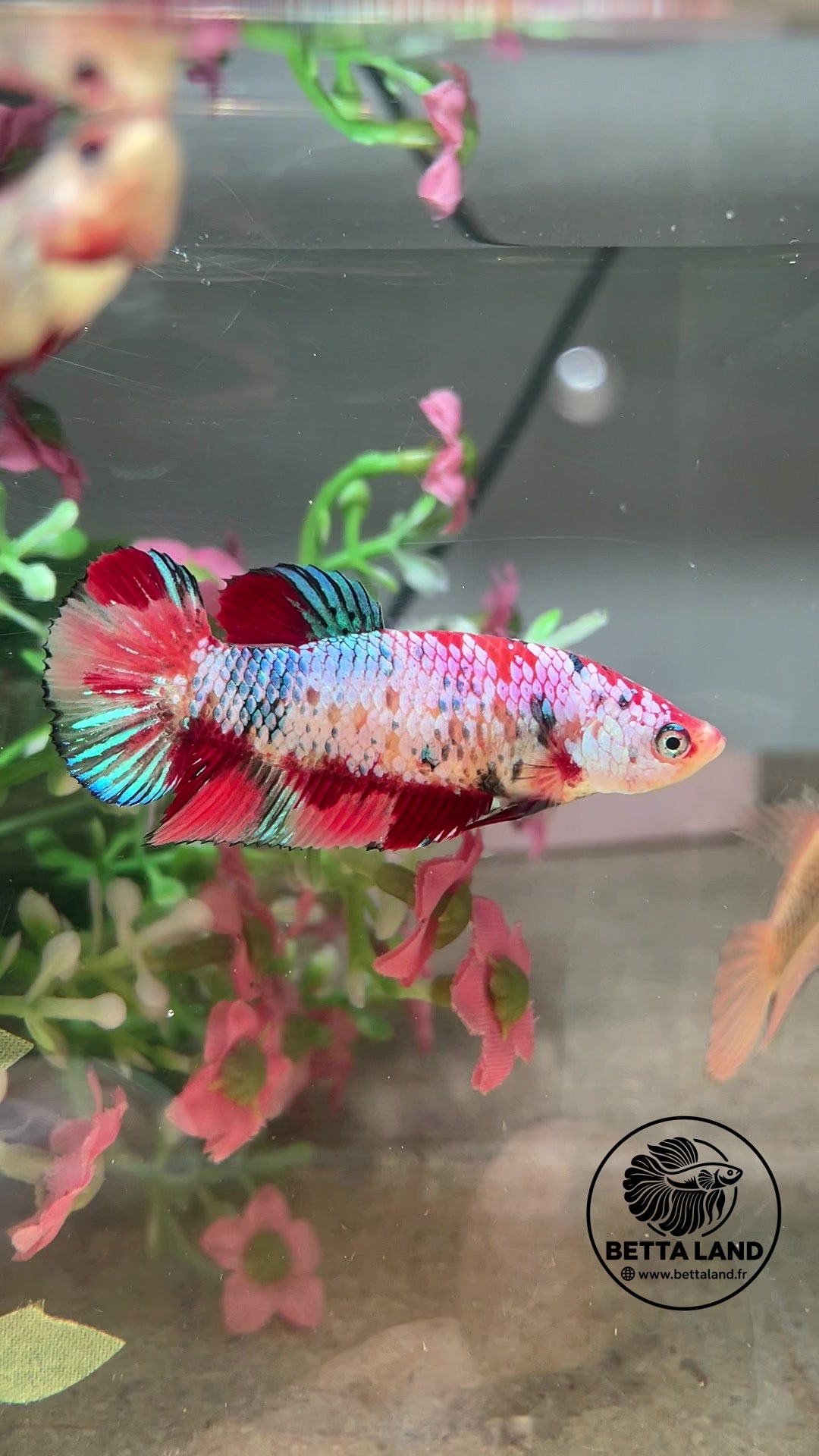 Betta Plakat femelle – Candy n° 2