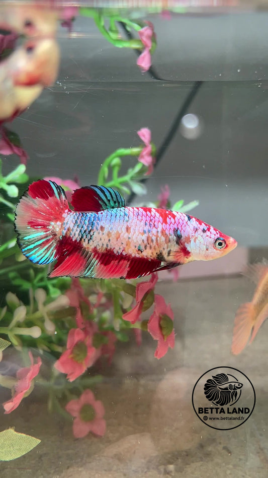 Betta Plakat femelle – Candy n° 2