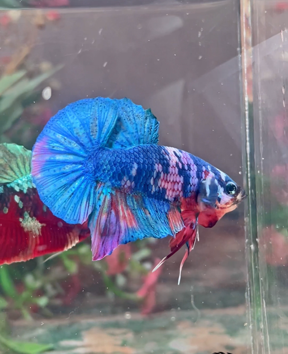 Betta plakat candy mâle – Import Thaïlande