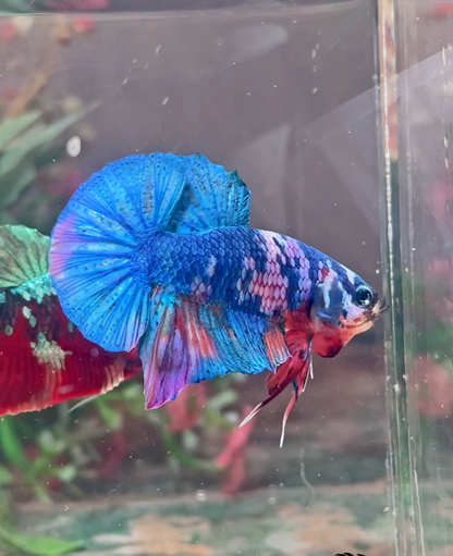 Betta plakat candy mâle – Import Thaïlande