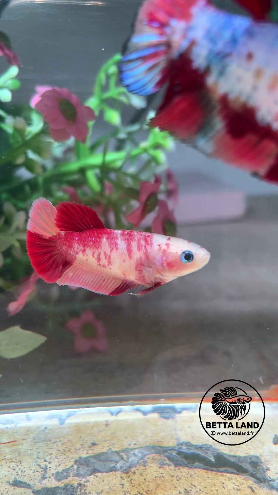 Betta Plakat femelle – Classic Nemo