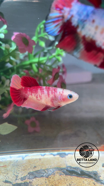 Betta Plakat femelle – Classic Nemo