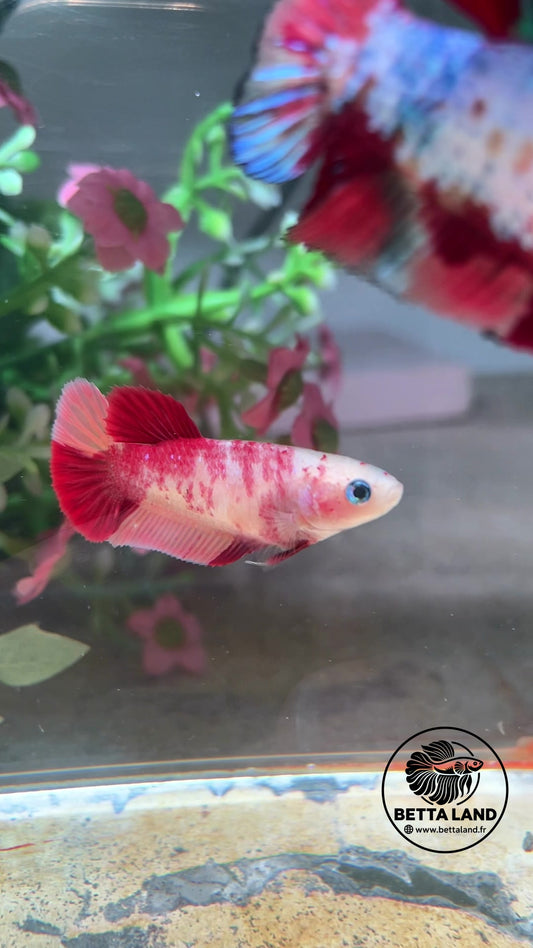 Betta Plakat femelle – Classic Nemo