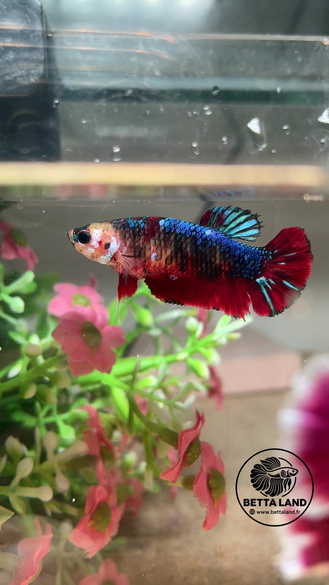 Betta Plakat femelle – Koi