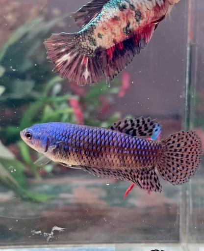 Betta alien bleu femelle – Import Thaïlande