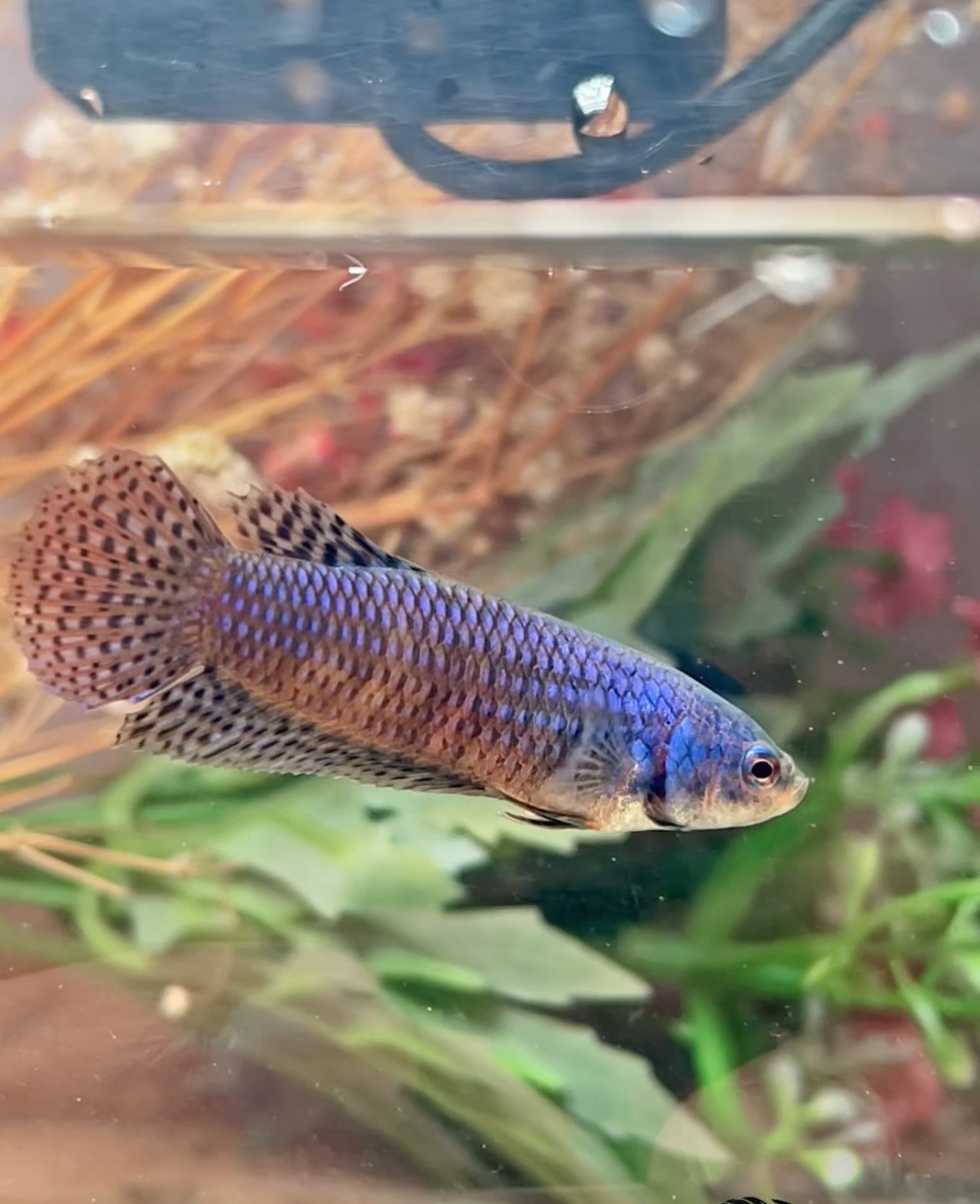 Betta alien bleu femelle – Import Thaïlande