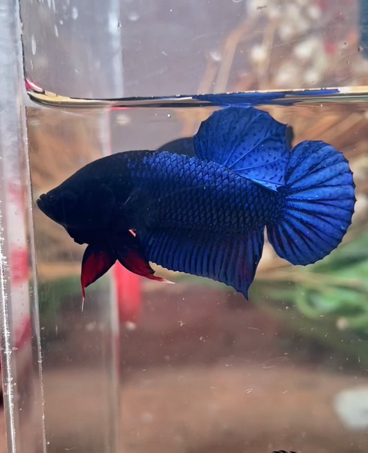 Betta fighter bleu mâle – Import Thaïlande