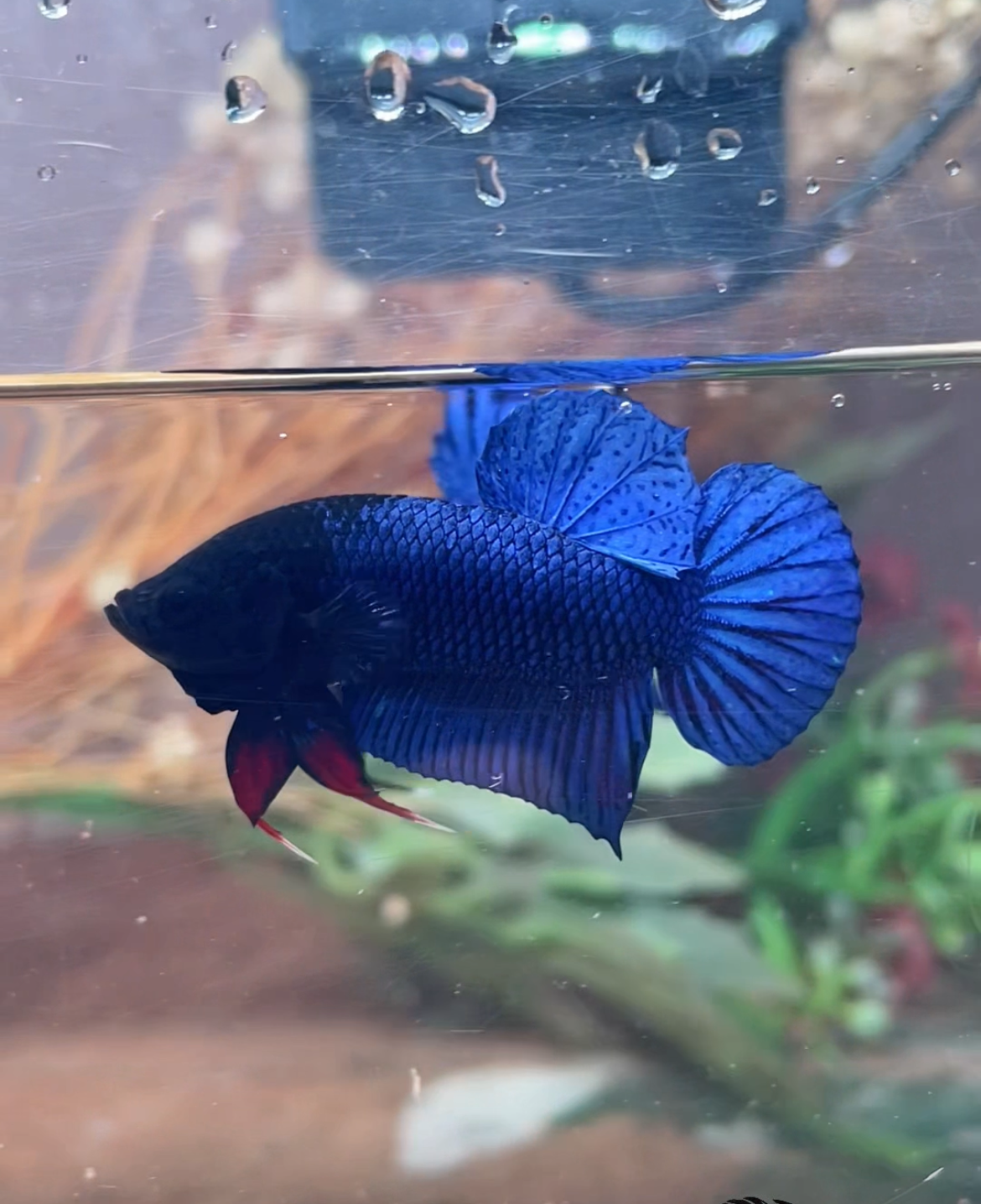 Betta fighter bleu mâle – Import Thaïlande