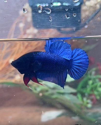 Betta fighter bleu mâle – Import Thaïlande