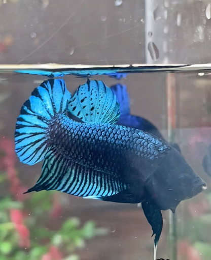 Betta fighter grey – Import Thaïlande