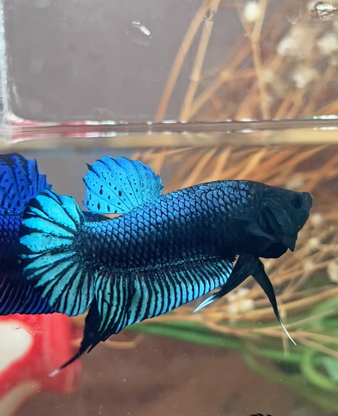 Betta fighter grey – Import Thaïlande