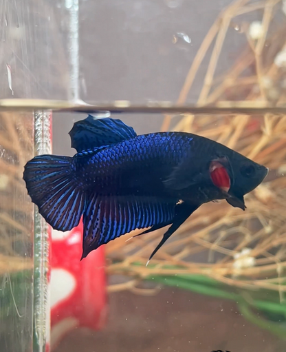 Betta fighter red mâle – Import Thaïlande
