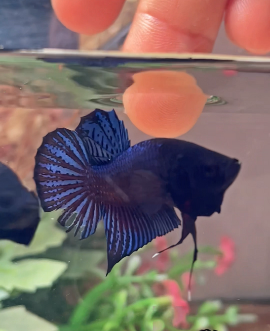 Betta fighter red mâle – Import Thaïlande