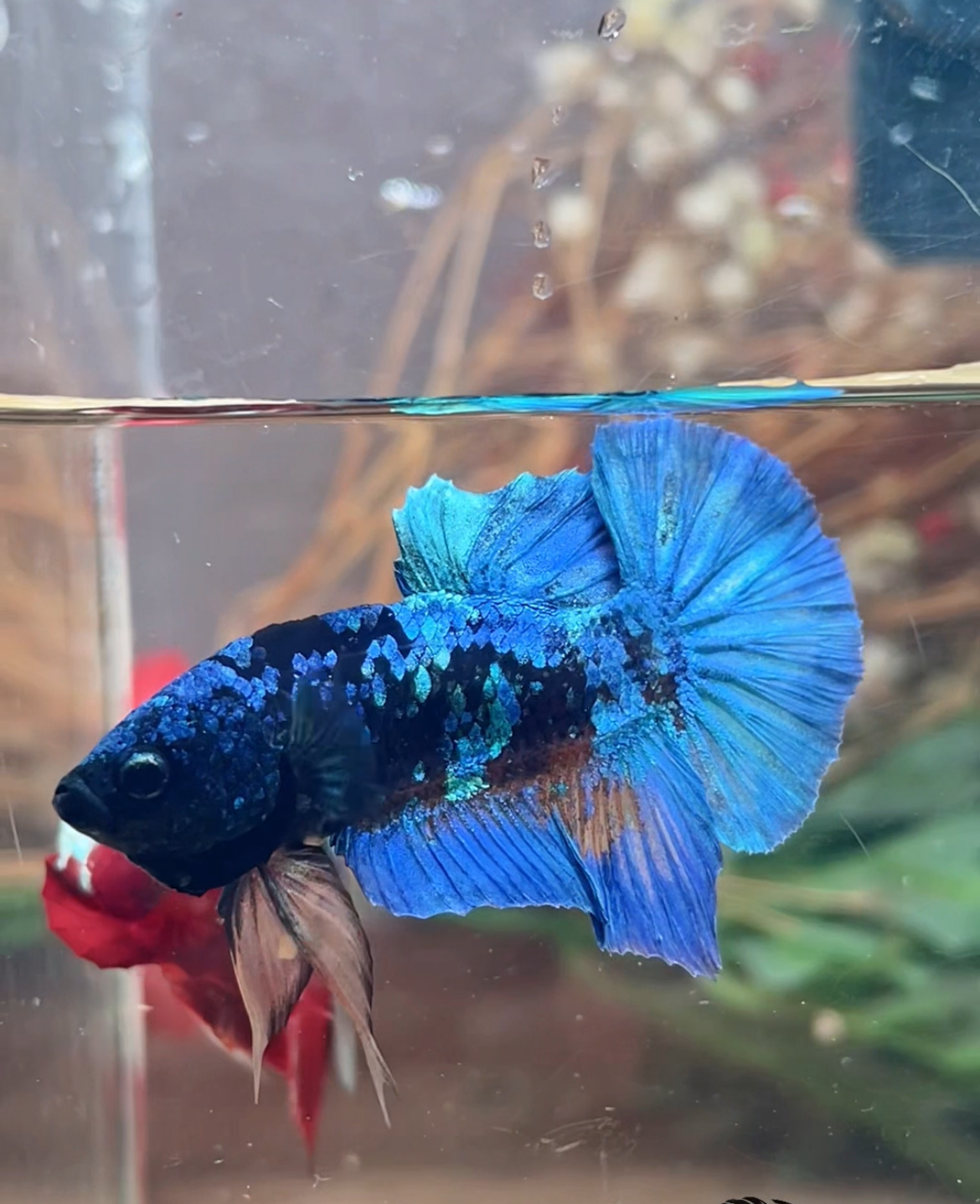 Betta plakat bleu avatar mâle – Import Thaïlande