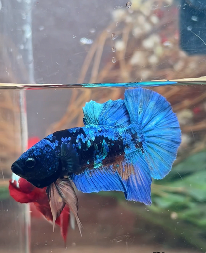 Betta plakat bleu avatar mâle – Import Thaïlande