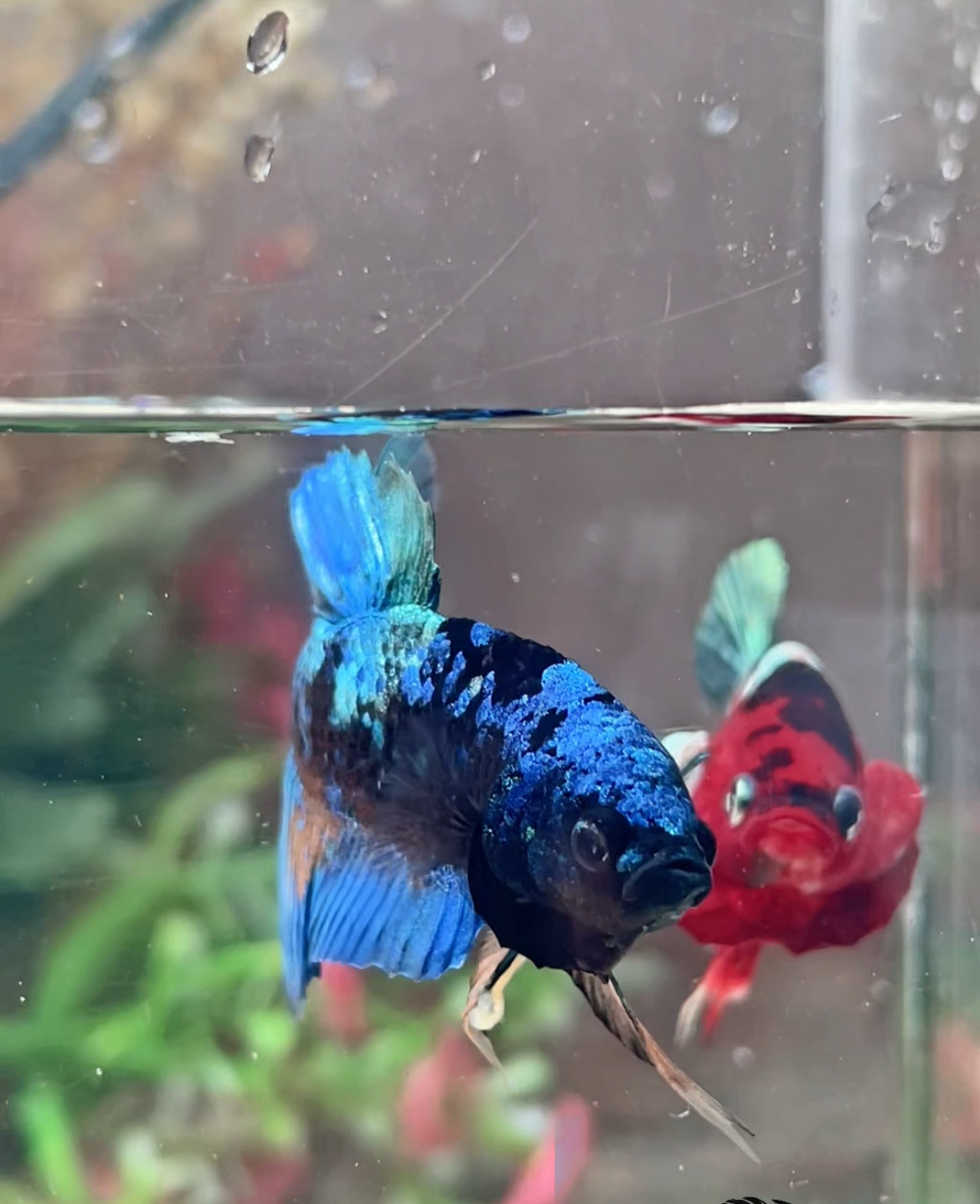 Betta plakat bleu avatar mâle – Import Thaïlande