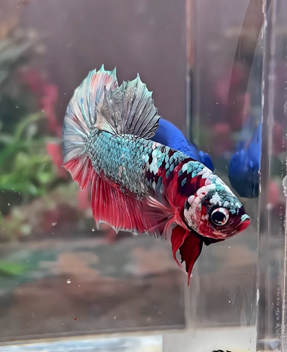 Betta plakat red cooper galaxy mâle – Import Thaïlande