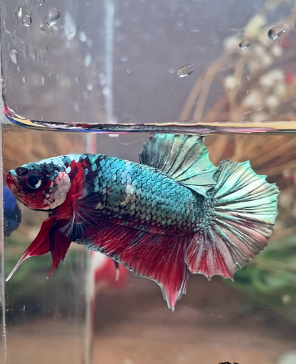Betta plakat red cooper galaxy mâle – Import Thaïlande