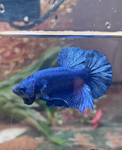 Betta plakat royal blue mâle – Import Thaïlande