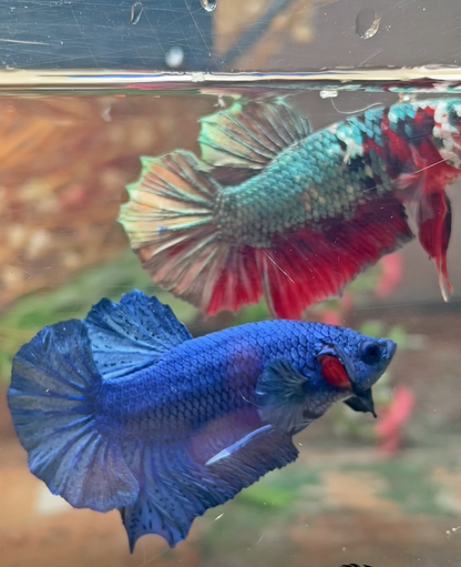 Betta plakat royal blue mâle – Import Thaïlande