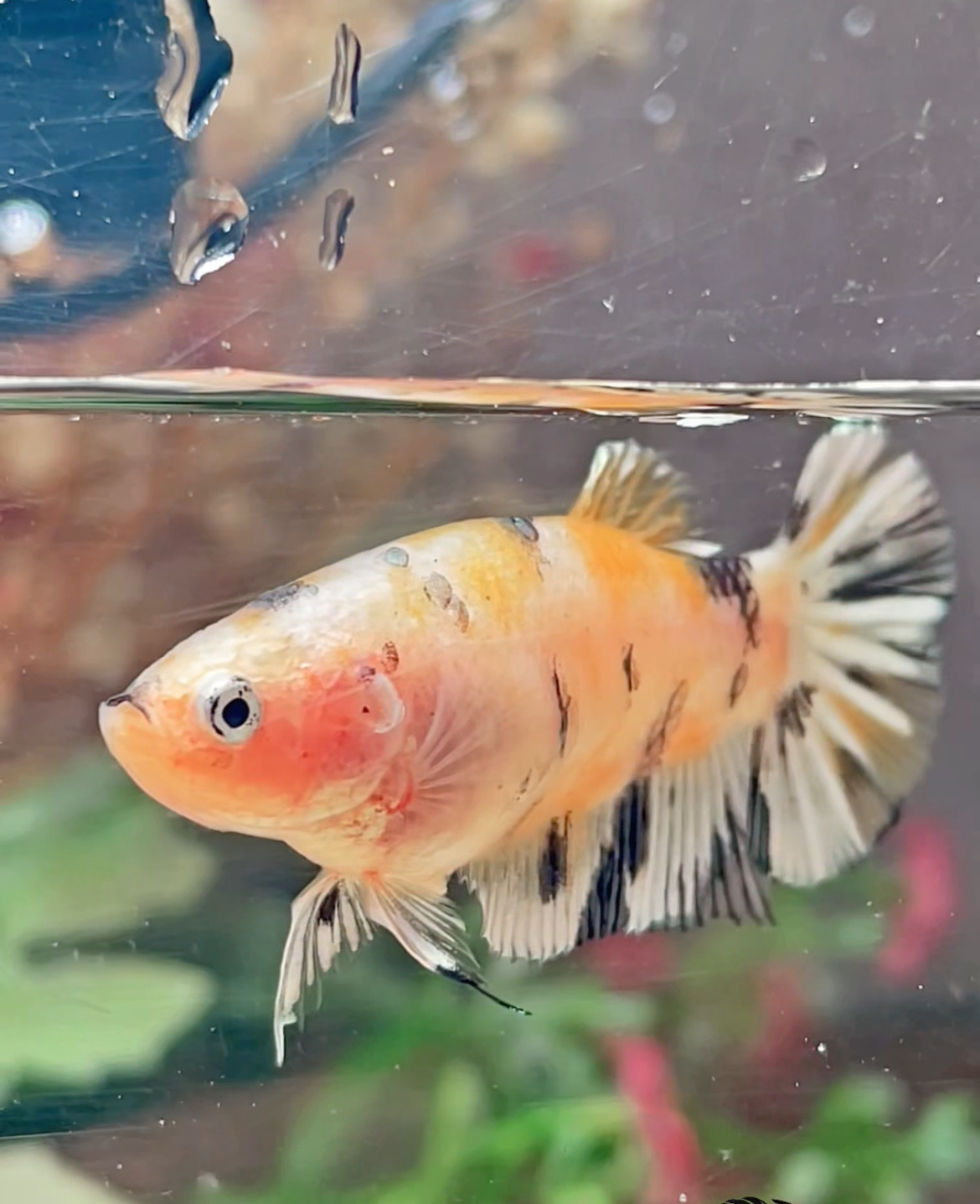 Betta plakat yellow cooper galaxy femelle – Import Thaïlande
