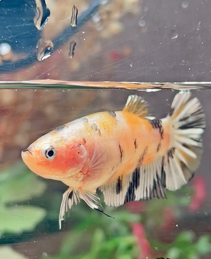 Betta plakat yellow cooper galaxy femelle – Import Thaïlande
