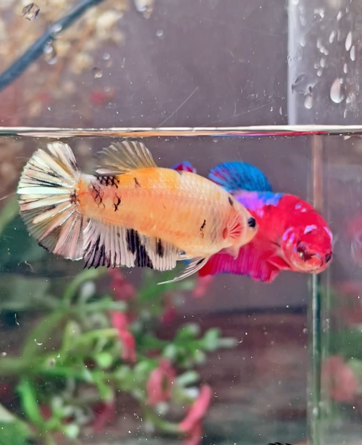 Betta plakat yellow cooper galaxy femelle – Import Thaïlande