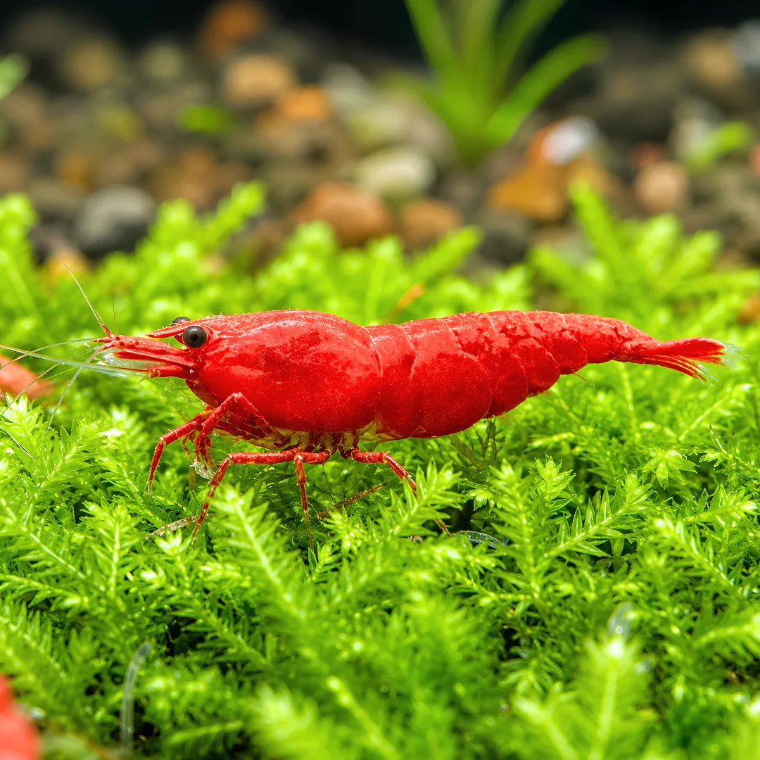 Crevette Neocaridina Fire Red – Rouge intense (lot de 10)