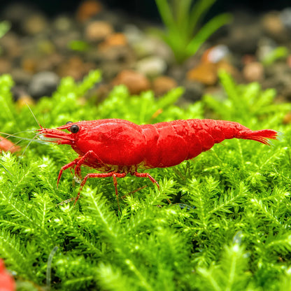 Crevette Neocaridina Fire Red – Rouge intense (lot de 10)