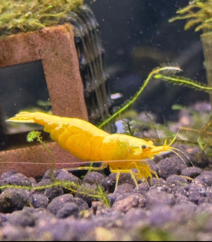 Neocaridina Golden Line | Crevette jaune (lot de 3)