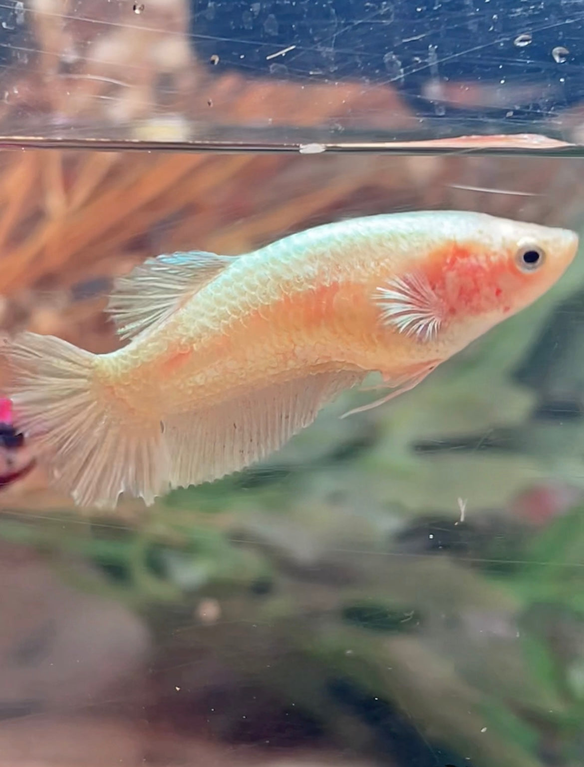 Betta plakat gold femelle – Import Thaïlande