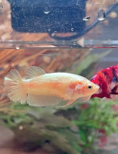 Betta plakat gold femelle – Import Thaïlande