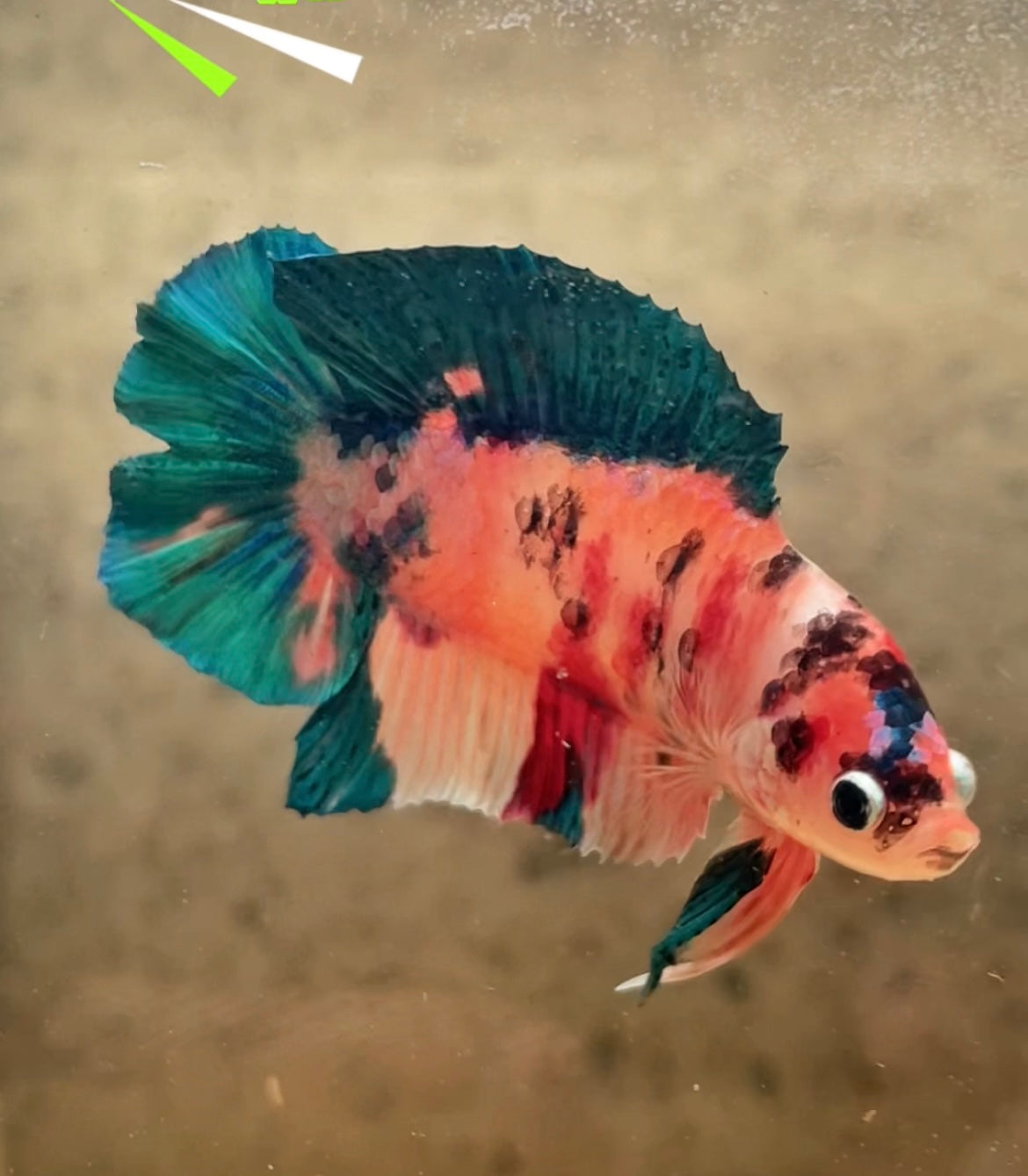 Betta Plakat multicolor doubletail mâle – Import Thaïlande