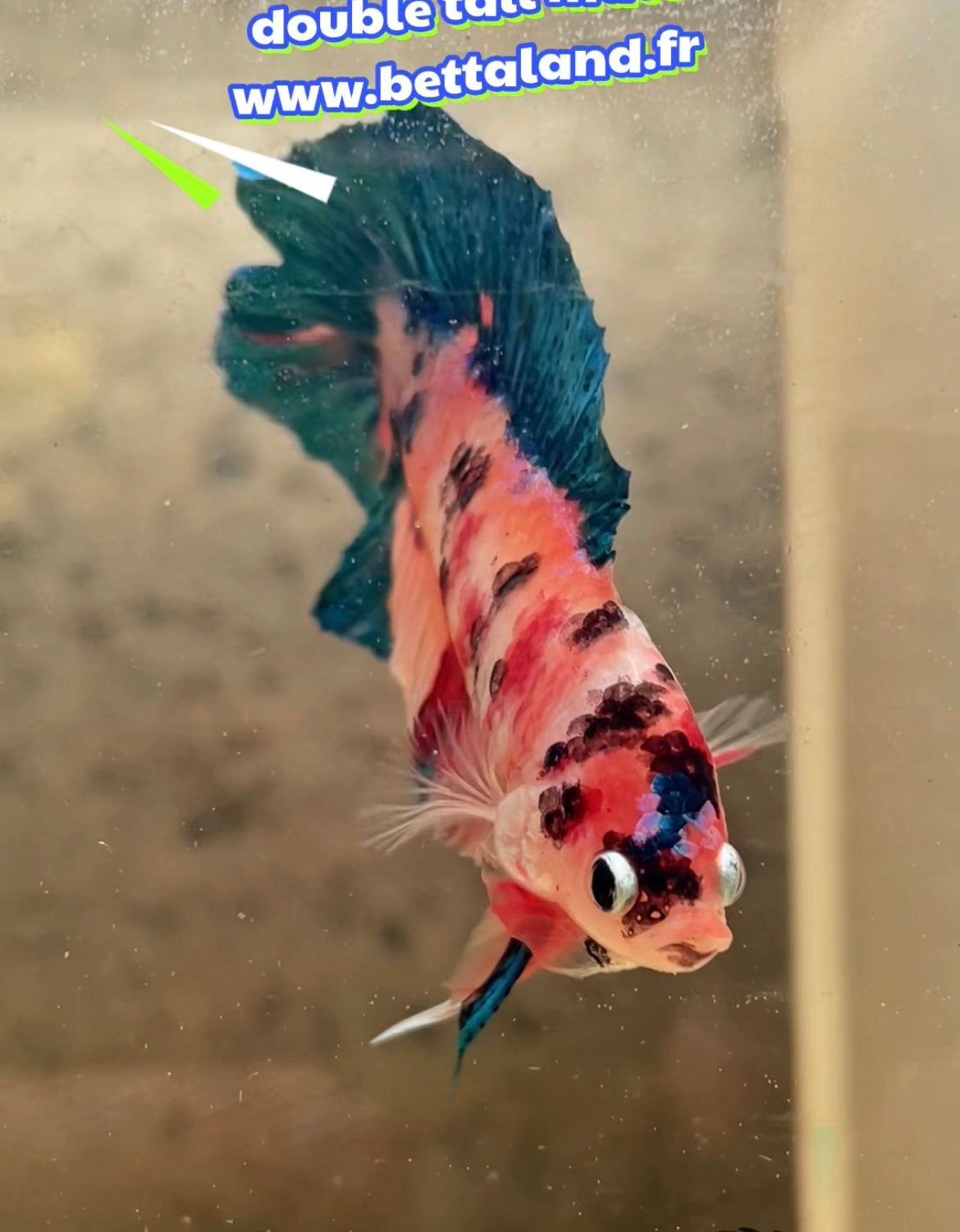 Betta Plakat multicolor doubletail mâle – Import Thaïlande