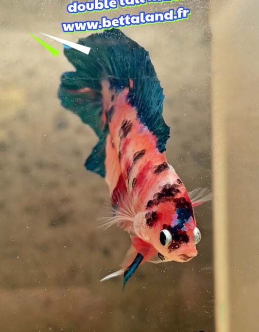 Betta Plakat multicolor doubletail mâle – Import Thaïlande