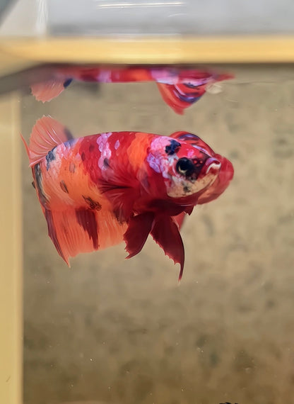 Betta plakat nemo galaxy femelle – Import Thaïlande