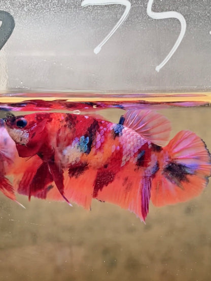 Betta plakat nemo galaxy femelle – Import Thaïlande